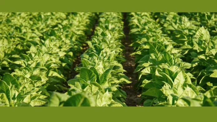 Untitled (1) Tobacco Growers